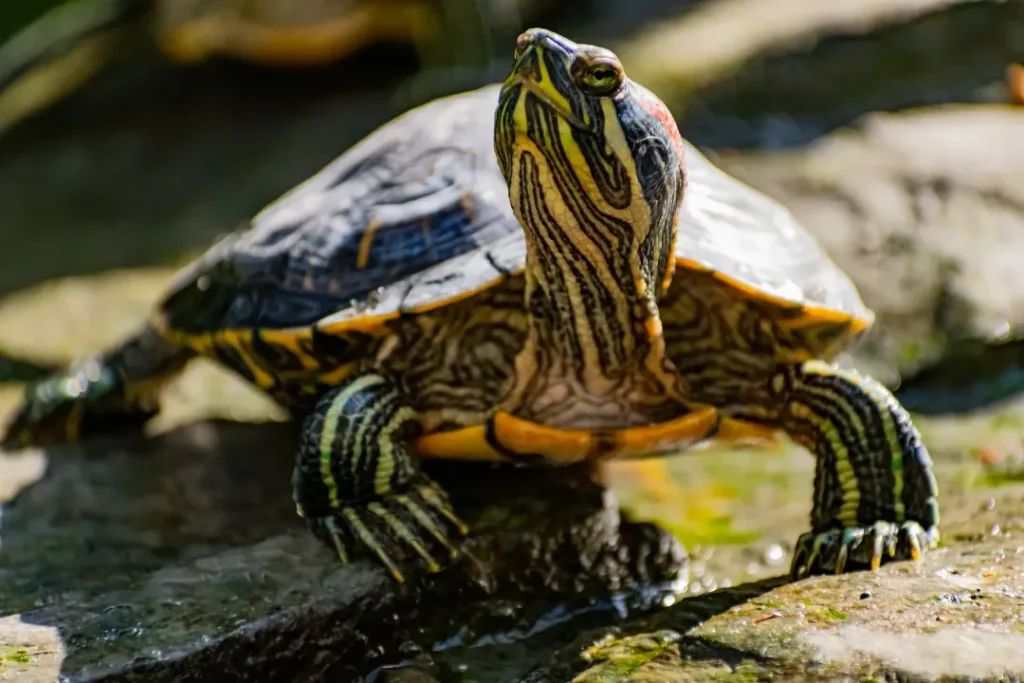 Tortugas para estanque