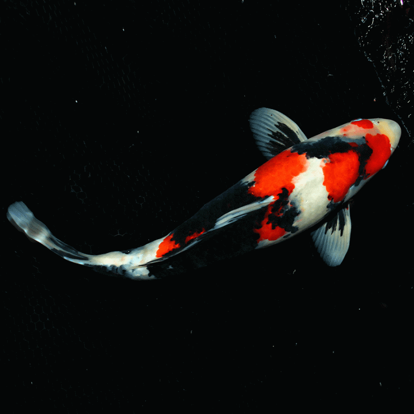 Pez koi