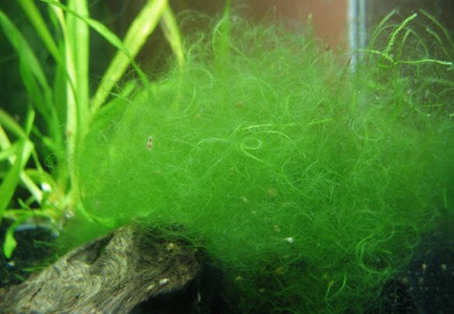 Alga filamentosa